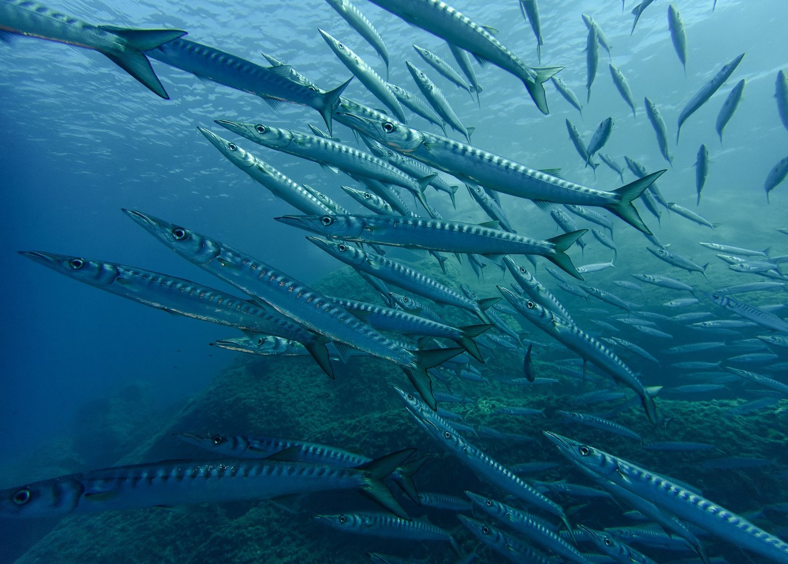 Randonnée palmée dans les criques d’Ajaccio